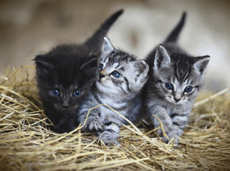 période de reproduction chez les chats